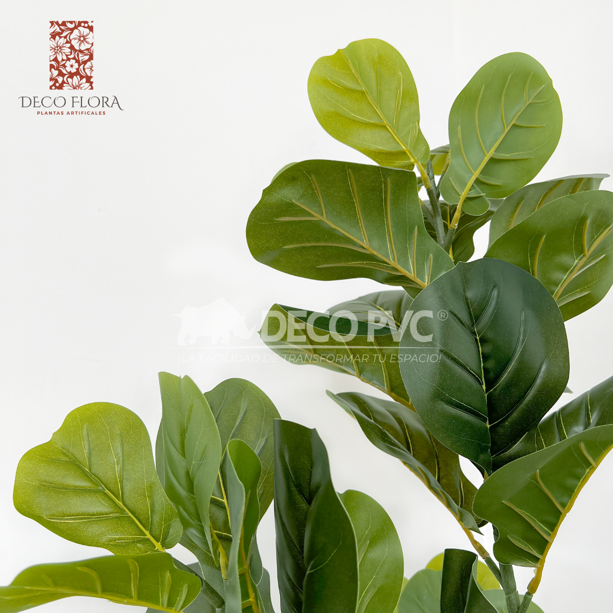 Planta Pandurata - DECOFLORA®