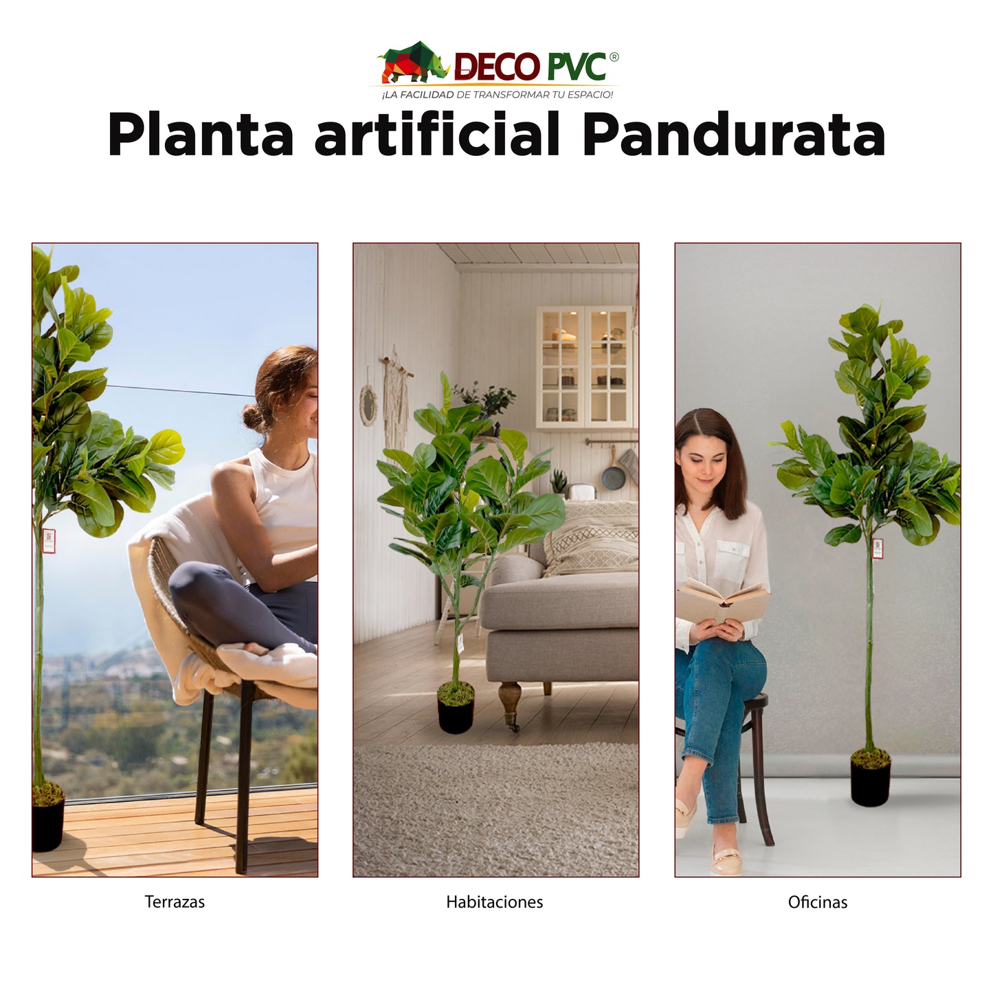 Planta Pandurata - DECOFLORA®