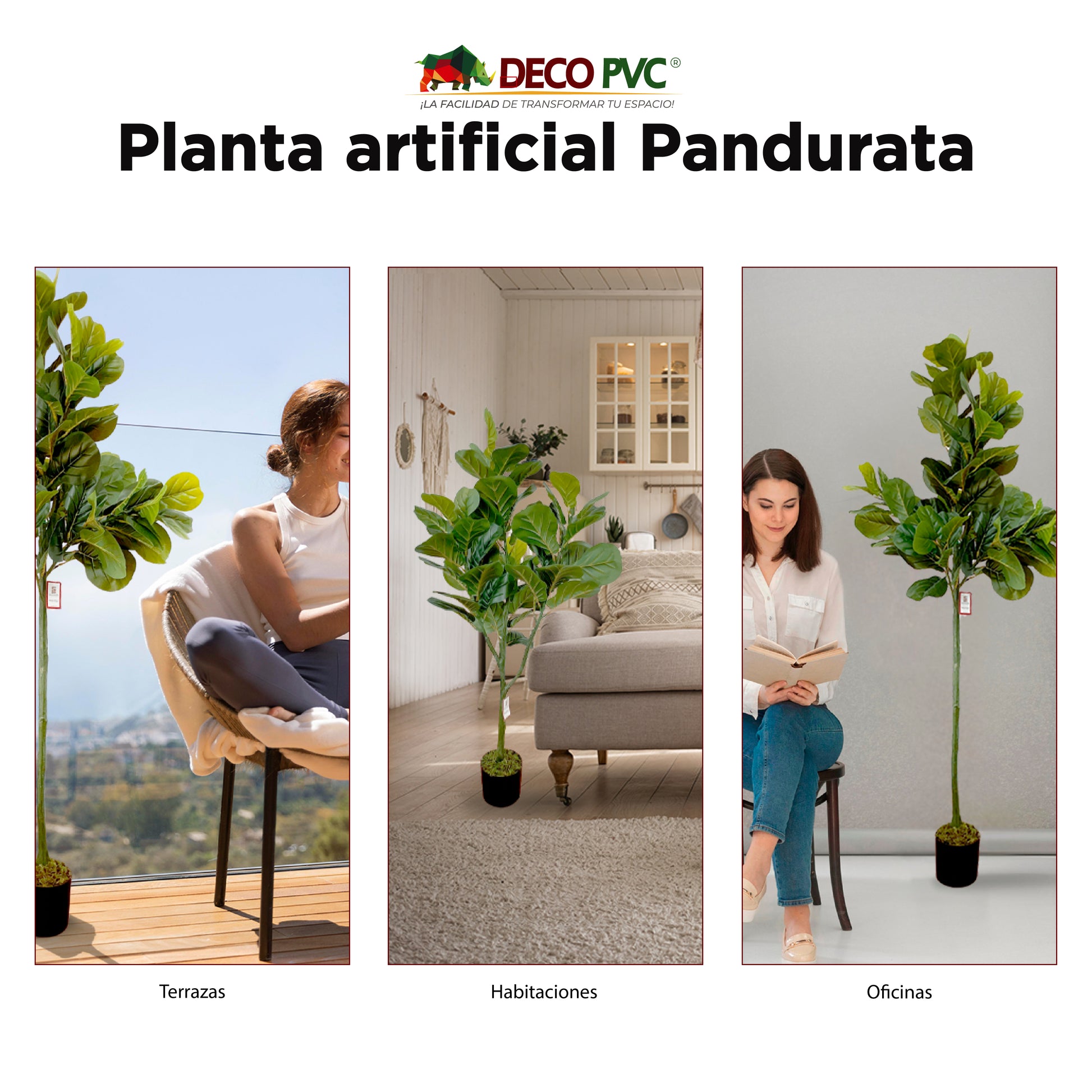 Planta Pandurata - DECOFLORA®