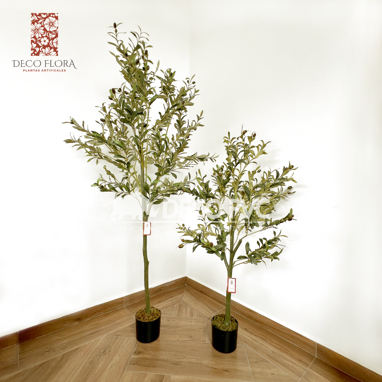 Planta Olivo - DECOFLORA®