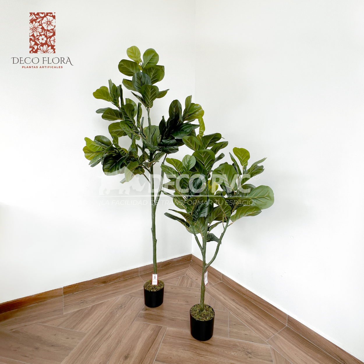 Planta Pandurata - DECOFLORA®