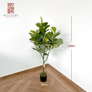 Planta Pandurata - DECOFLORA®1.20m