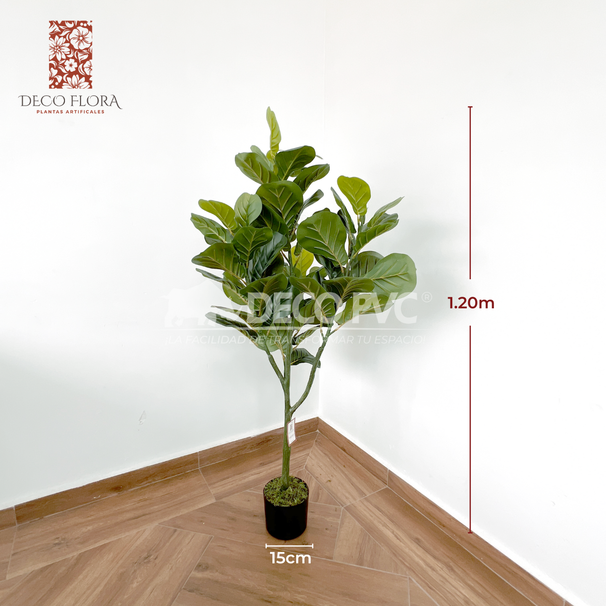 Planta Pandurata - DECOFLORA®