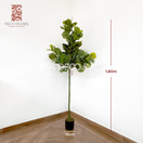 Planta Pandurata - DECOFLORA®1.80m